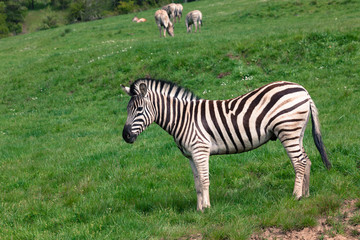 Zebra Standing in Spring Grass