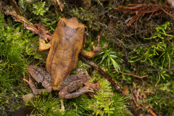 close up image of a Borneo horned frog from Borneo on green leaves