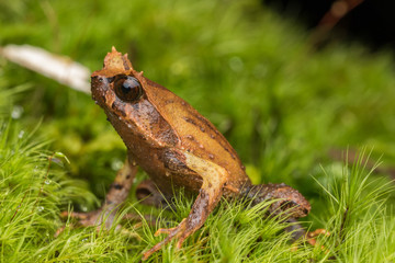 close up image of a Borneo horned frog from Borneo on green leaves