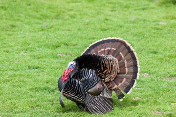 Fluffy Tom Turkey