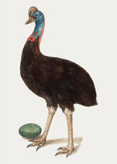 Cassowary in vintage style