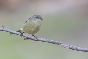 Orange Crowned Warbler perched on a branch