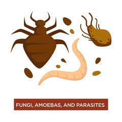 Fungi amoebas and parasite infection and disease