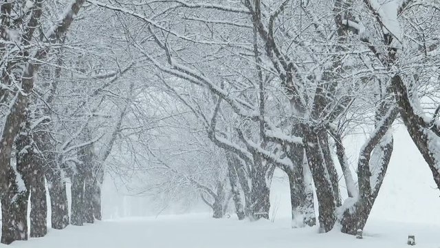 桜並木に降る雪　冬イメージ