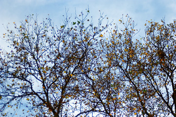 Golden autumn leaves still clinging to the tangled silhouette of tree branches set against blue and...
