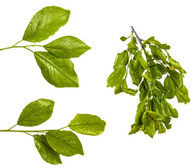 set branch of an apple tree with green leaves. Isolated on white background