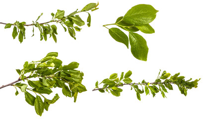 set branch of an apple tree with green leaves. Isolated on white background
