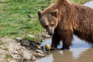 Fototapeta na wymiar Bear Eating a Cantaloupe