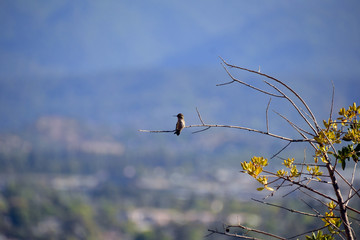 bird on branch