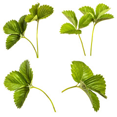 set green leaf of a bush of a strawberry. Isolated on white background