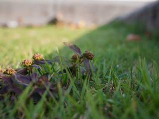 Obraz premium Grass to avoid the sun