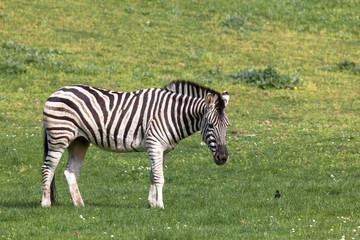Fototapeta na wymiar Zebra Standing in Spring Grass
