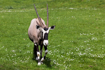 A Walking Gemsbok Antelope