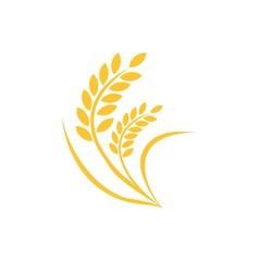 Fototapeta premium agriculture wheat logo vector