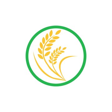 agriculture wheate logo design vector