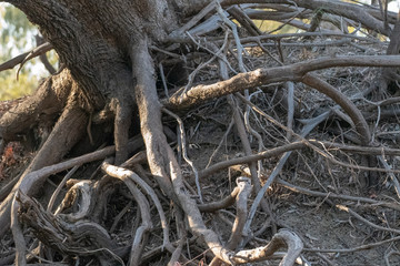 Tree Roots alone a dried river bank