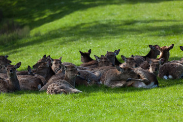 Japanese Spotted Deer