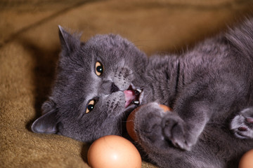 chicken egg and cat
