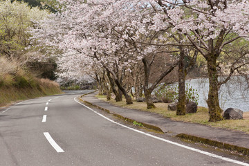 藺牟田池湖畔の桜