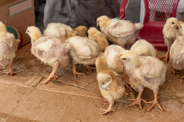 Selling small chicks on the market