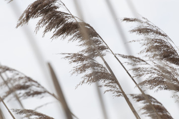 a few brown spikelets of a plant swaying from the wind against a white sky background