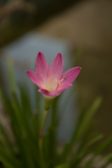 Obraz premium flor solitaria rosa 