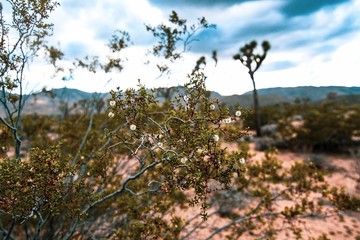 Joshua Tree National Park