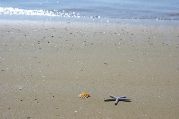 砂浜と貝殻　波打ち際の背景