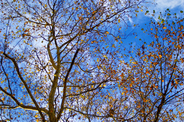 Golden autumn leaves still clinging to the tangled silhouette of tree branches set against blue and white bright sky.
