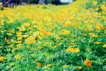 Cosmos with beauty of natural.