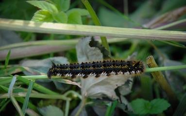 Caterpillar on the grass