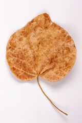 Dry leaf isolated on white background