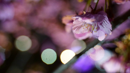 Beautiful Night Sakura(Cherry blossom) with lights, Toi, Izu, Shizuoka, Japan