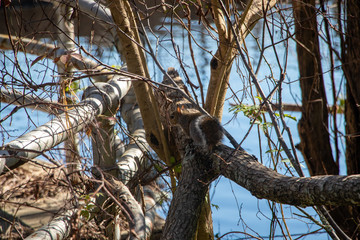Squirrel 