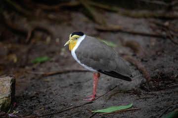 Yellow Face Bird
