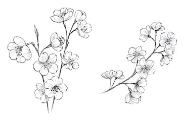 桜　ペン画 © miko