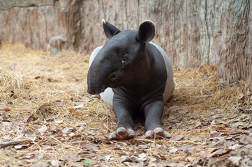 Fototapeta premium Malayan tarpir
