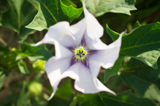 Datura stramonium, known in English as jimsonweed or devil's snare