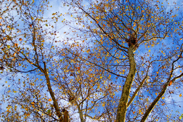 Golden autumn leaves still clinging to the tangled silhouette of tree branches set against blue and white bright sky.