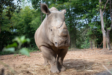 White rhino © J.NATAYO