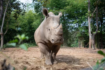 Stoff pro Meter White rhino © J.NATAYO