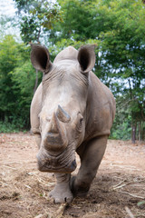 Obraz premium White rhino