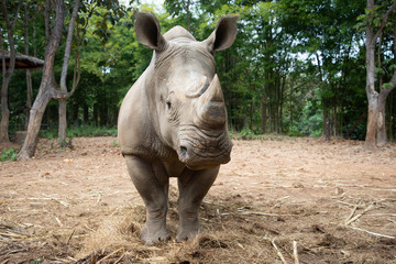 White rhino © J.NATAYO
