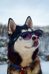 Cutie siberian husky dog with sunglasses glasses