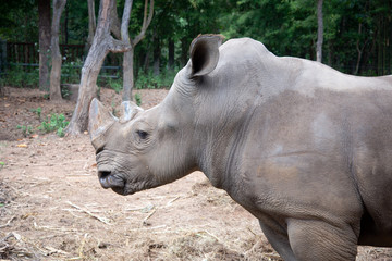 Fototapeta premium White rhino