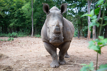 White rhino