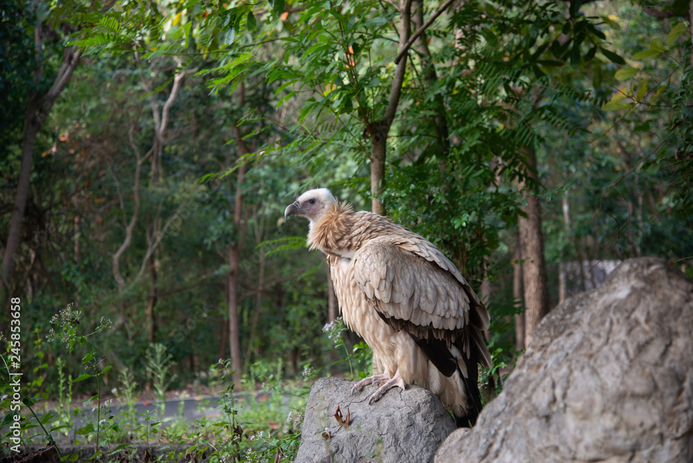 Wall mural vulture