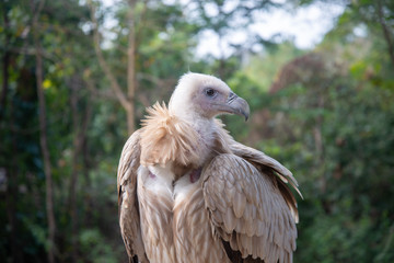 vulture