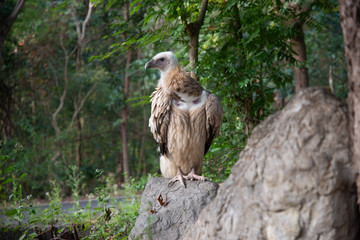 vulture