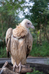 vulture